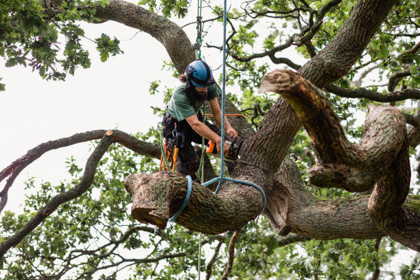 Best Tree and Shrub Care  in Klamath Falls, OR