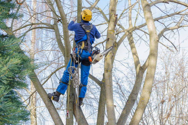 Best Emergency Tree Removal  in Klamath Falls, OR