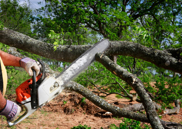 Best Hazardous Tree Removal  in Klamath Falls, OR